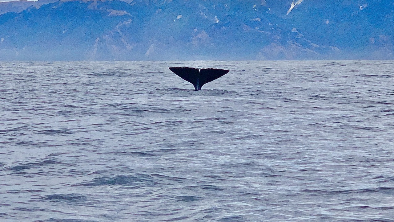 Photo of Others in Kaikoura