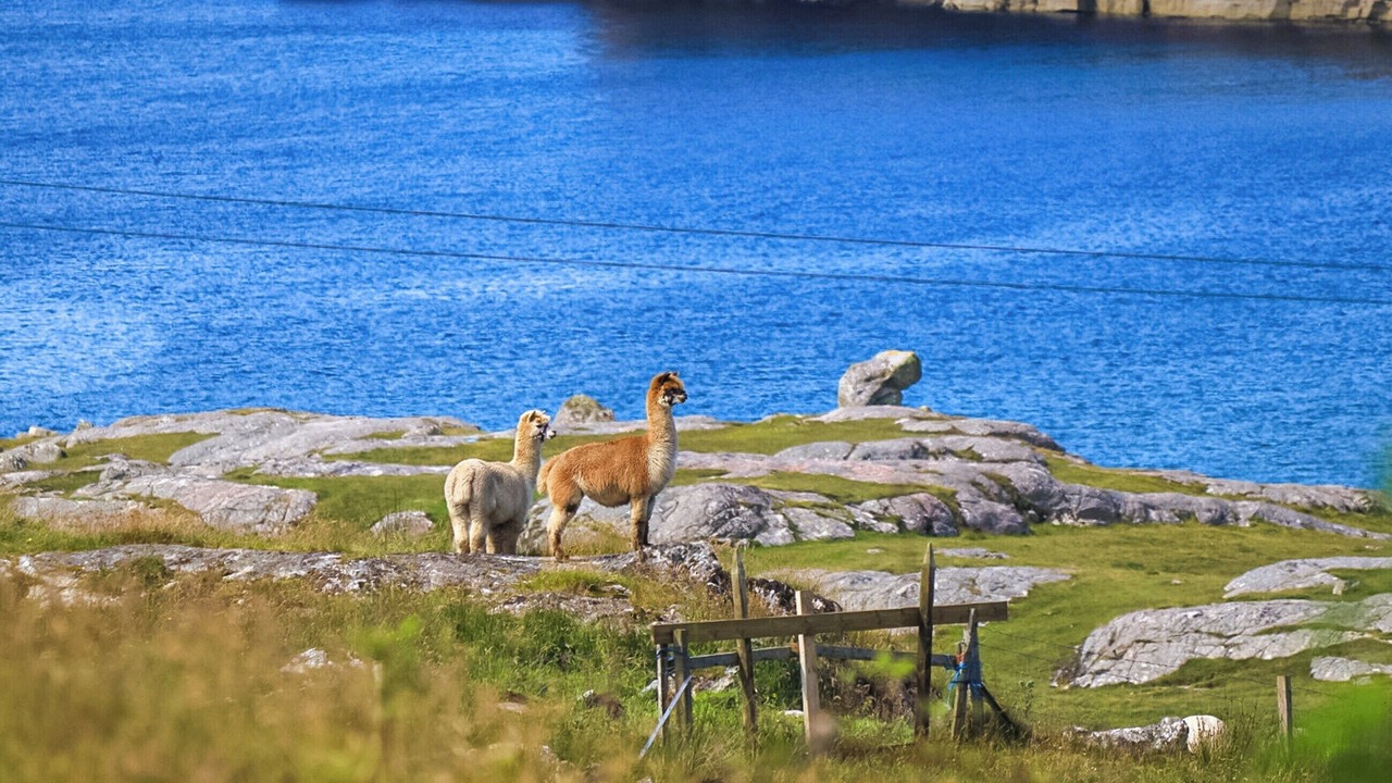 Photo of Others in Oldshoremore
