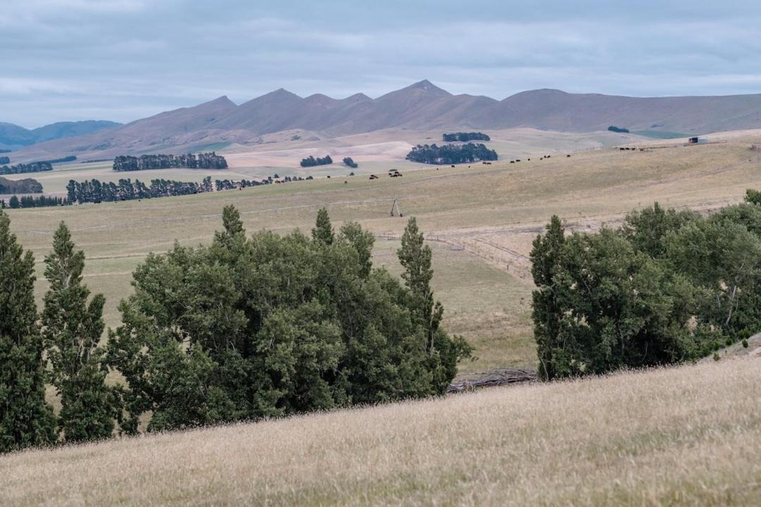 Photo of Others in Waipara