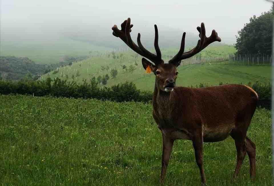Photo of Others in Balquhidder