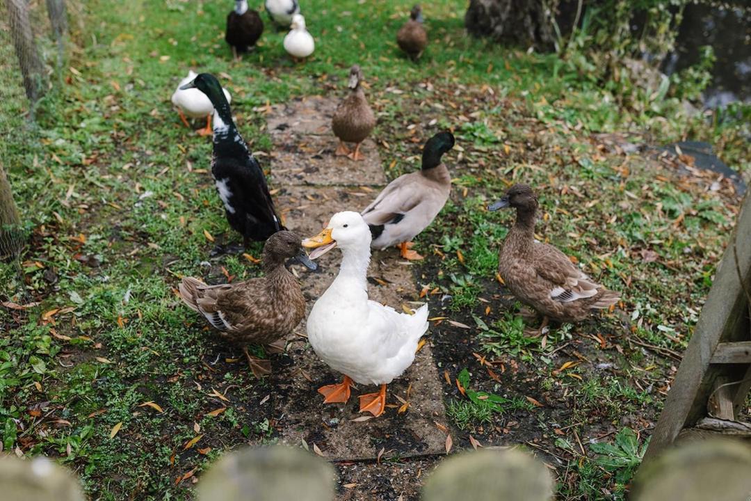 Photo of Others in Willesborough