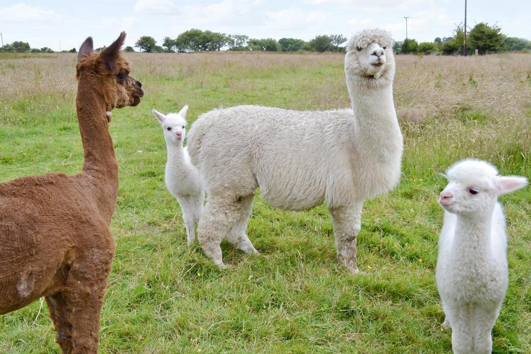 Photo of Others in Tan-y-groes