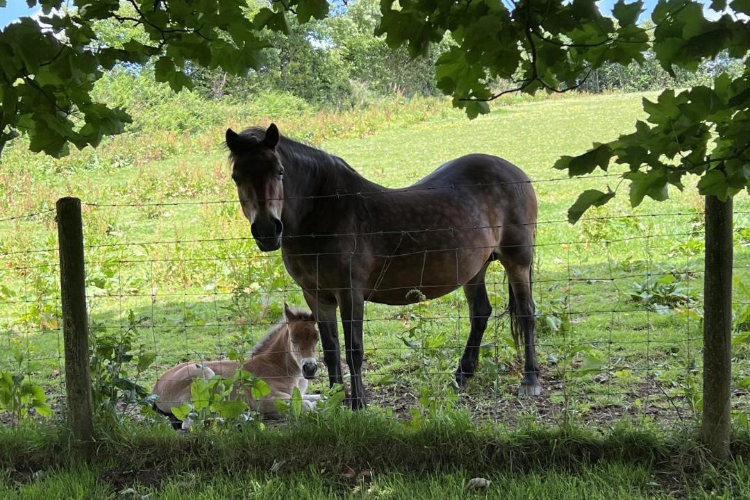Photo of Others in Dulverton