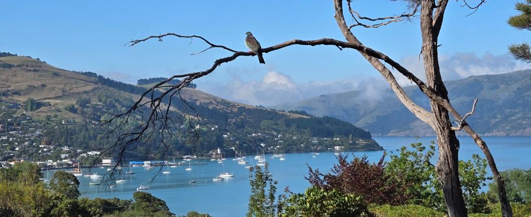 Photo of Others in Akaroa