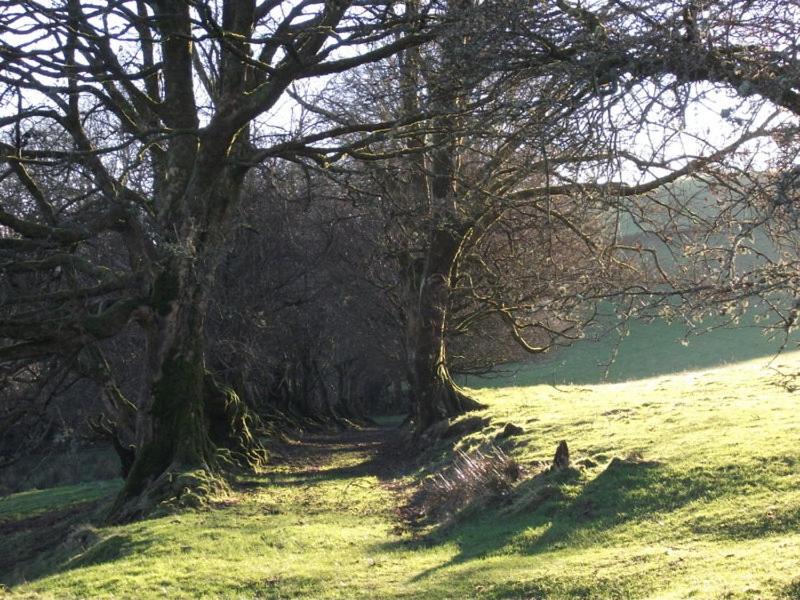 Photo of Others in Llanwrtyd Wells