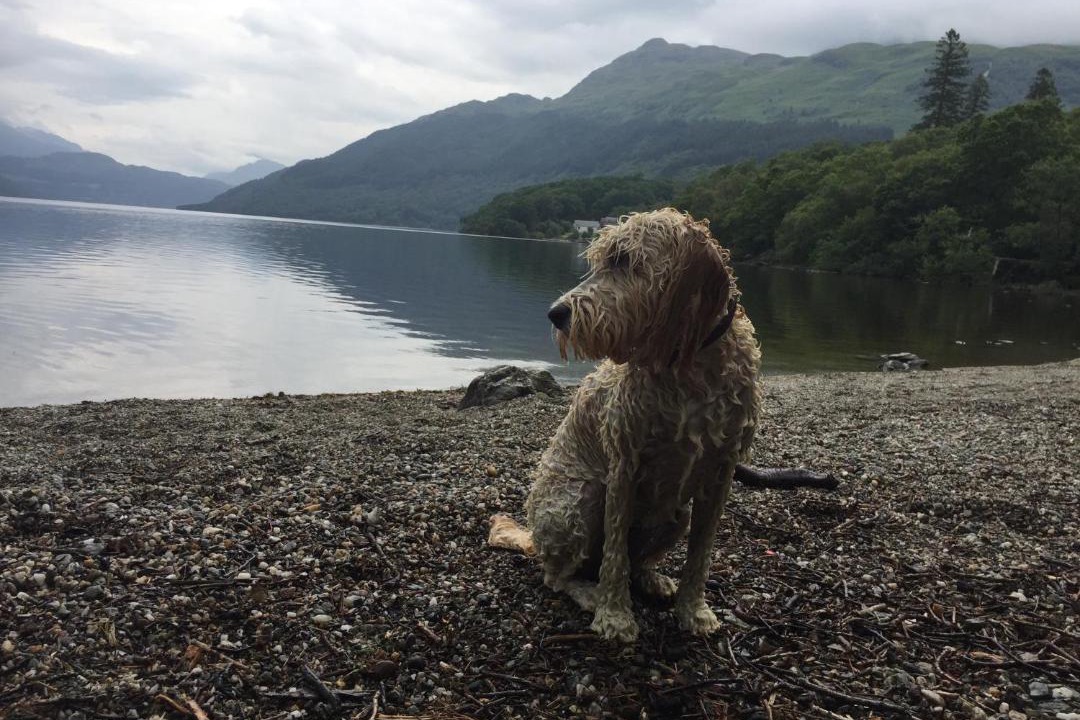 Photo of Others in Rowardennan