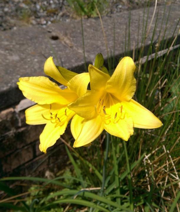 Photo of Others in Strathyre