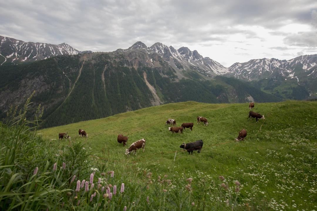 Photo of Others in Saint-Rhemy-en-Bosses